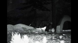 Геймплей TRAILCAM
