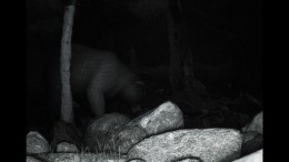 TRAILCAM стрим