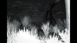 Прохождение игры TRAILCAM