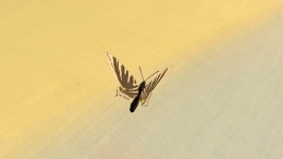 A Butterfly's Dream  
