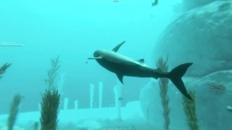   Alpha Shark