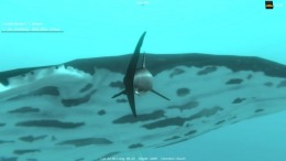   Alpha Shark