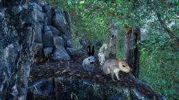  Rabbit Meadow