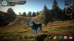  The Wolf