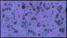 Скачать PHYSARUM: Slime Mold Simulator