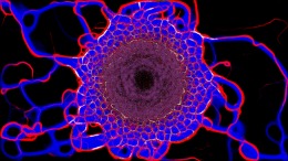 Геймплей PHYSARUM: Slime Mold Simulator