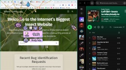 My Little Spider  PC